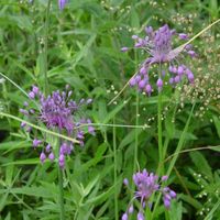 Allium carinatum subsp. pulchellum Photo: Nijssen